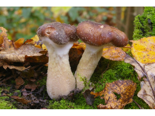 Мицелий Опенка толстоногого (Armillaria lutea)